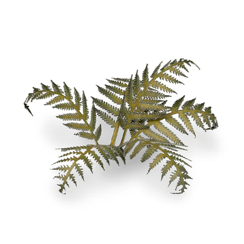 Laser Plants - Bracken - Image 4