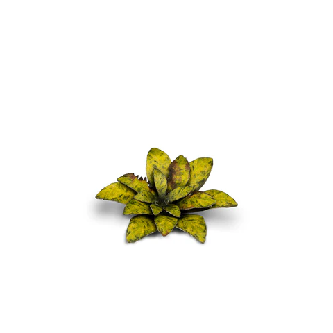 Laser Plants - Dumb Cane - Image 4