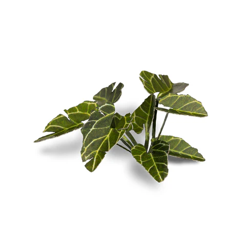 Laser Plants - Elephant Ear - Image 3