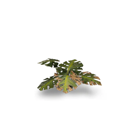 Laser Plants - Monstera - Image 4
