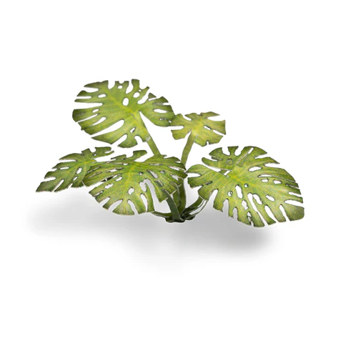 Laser Plants - Monstera - Image 5