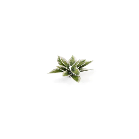 Laser Plants - Plantain Lily - Image 5