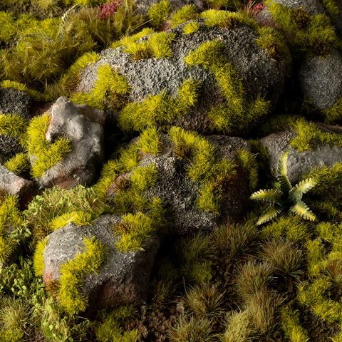 Moss 2mm Tufts - Image 2