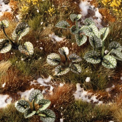 Laser Plants - Bugloss - Image 2