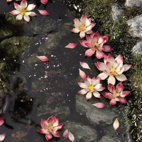 Laser Plants - Lotus Flower - Image 2