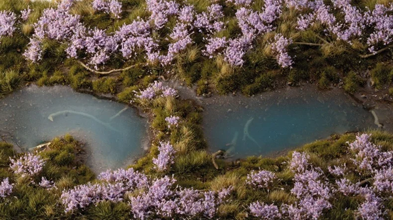 Lavender Flowers - Image 3