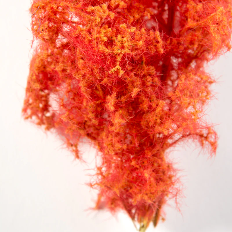 RED-ORANGE – FANTASY BUSHES - Image 2